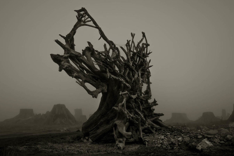 Dark, Beautiful, and Haunting Photos of a Valley of Clear-Cut Tree Stumps