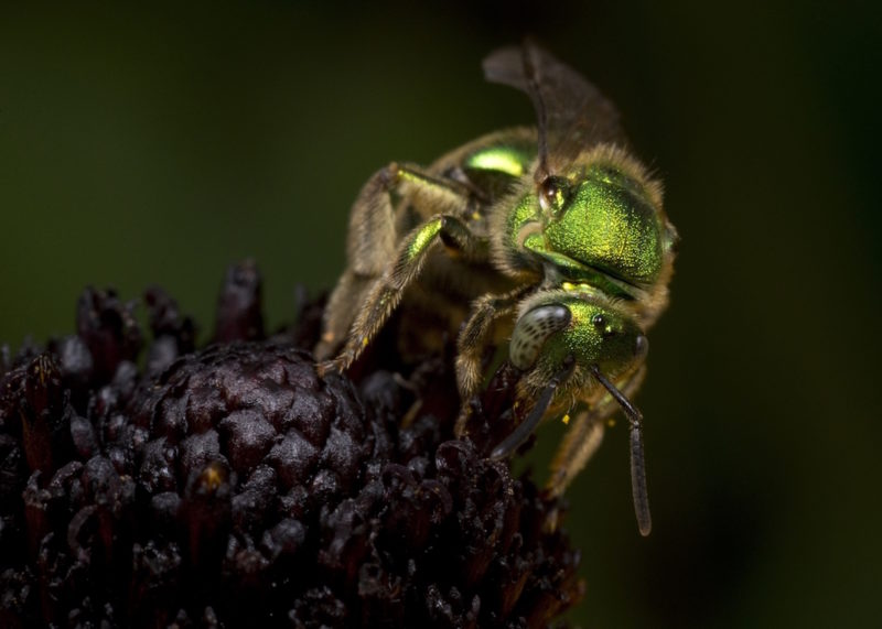 These Beautiful Photos Highlight the Incredible Diversity of Bees