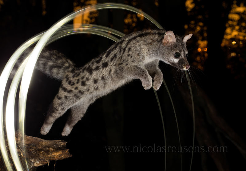 An Experiment in Long Exposure Wildlife Photography at Night