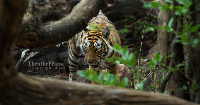 Wildlife Photos with a Bridge Camera: A Tiger Safari and a Sony RX10 III