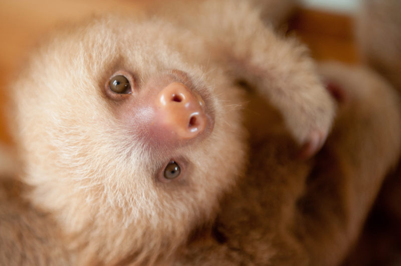 Adorable Portraits of Rescued Baby Sloths