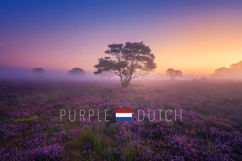 When the Netherlands Turn Purple: A Landscape Photographer’s Dream