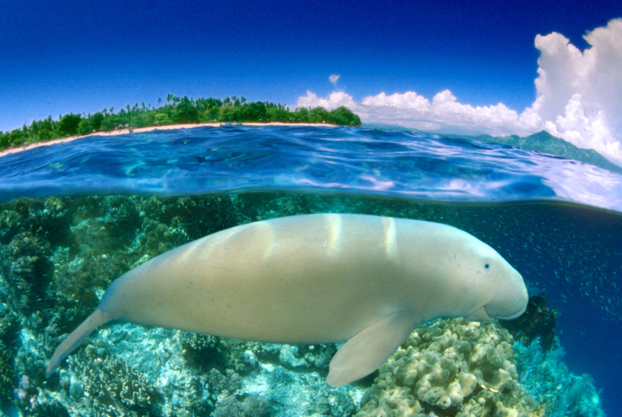 Counting endangered sea cows is hard, so we’re going to make AI do it