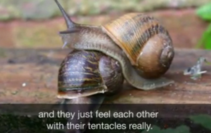 Need some good news today? A mutant snail just found love via Twitter