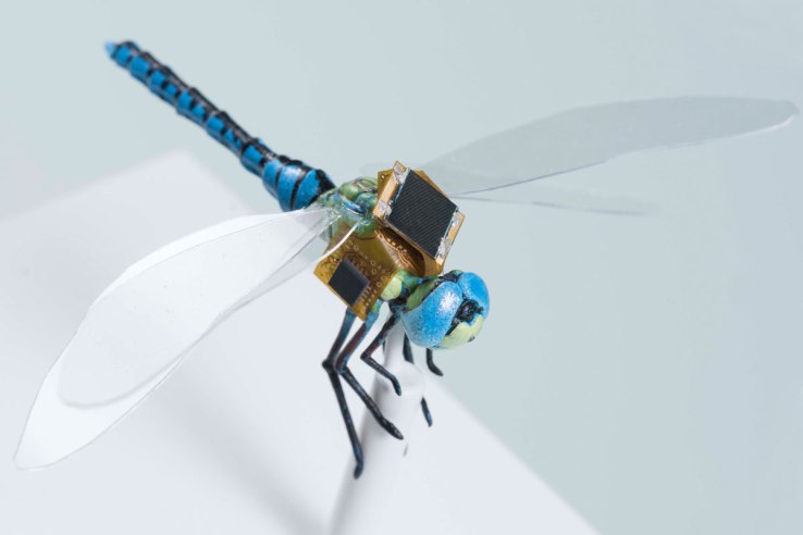 These genetically modified cyborg dragonflies could perform ‘guided pollination’