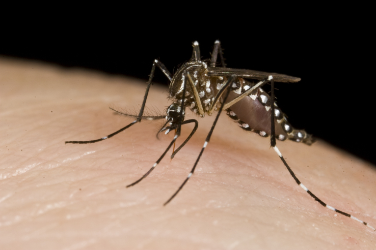 Google’s life sciences unit is releasing 20 million bacteria-infected mosquitoes in Fresno