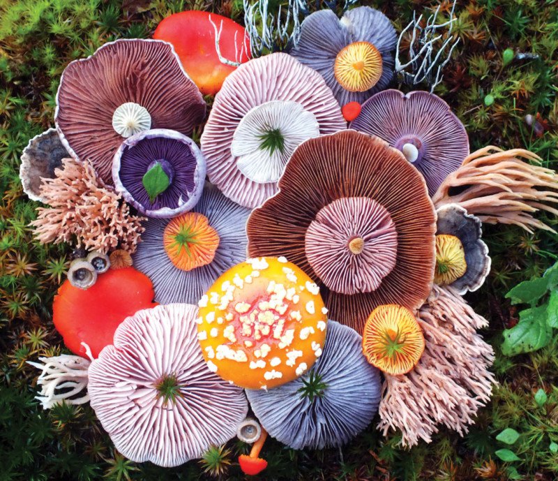 Photographer Turns Island Mushrooms Into Colorful Arrangements