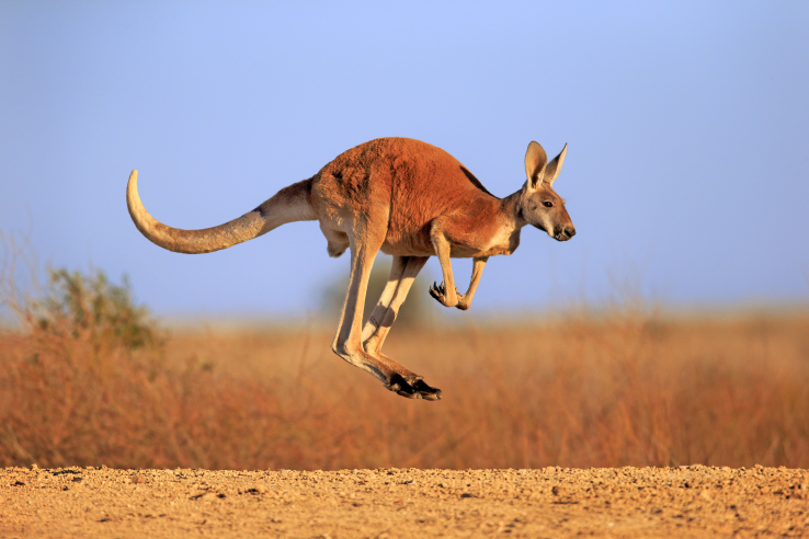 Microsoft Azure launches two new regions in Australia