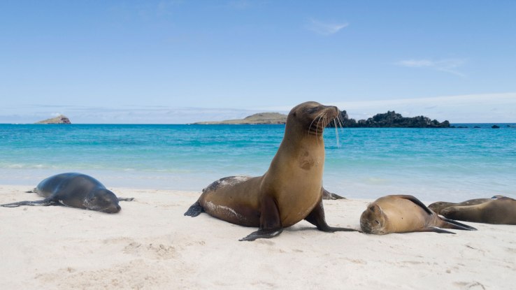 Microsoft joins the MariaDB Foundation and launches Azure Database for MariaDB