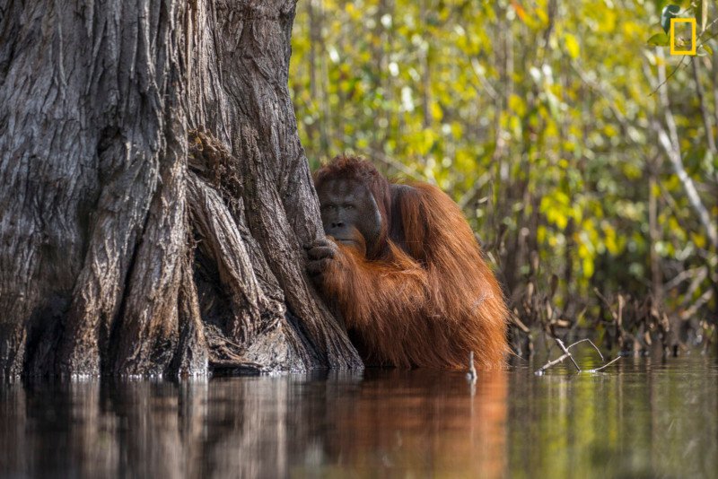 The Winning Photos of Nat Geo Nature Photographer of the Year 2017