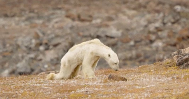 This Starving Polar Bear Broke a Photographer’s Heart