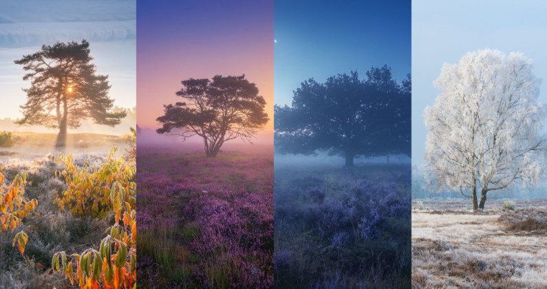 Photos of Dutch Heather Landscapes Through the Seasons