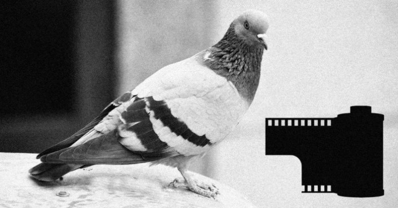 The Photo Editor Who Used a Homing Pigeon to Rush Photos to Press