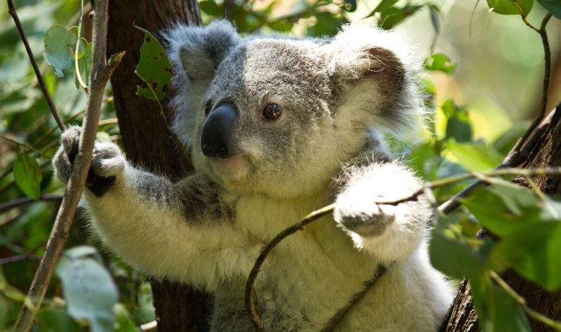 Koala-sensing drone helps keep tabs on drop bear numbers