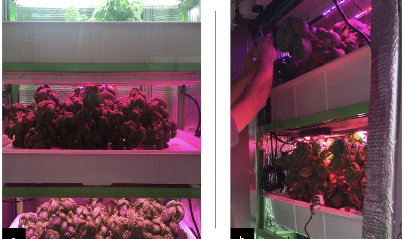 MIT’s ‘cyber-agriculture’ optimizes basil flavors